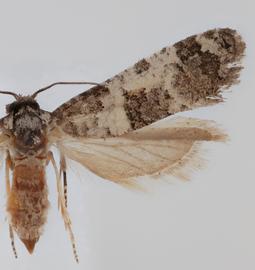  Female. © Loren Jones. Image used with permission.
